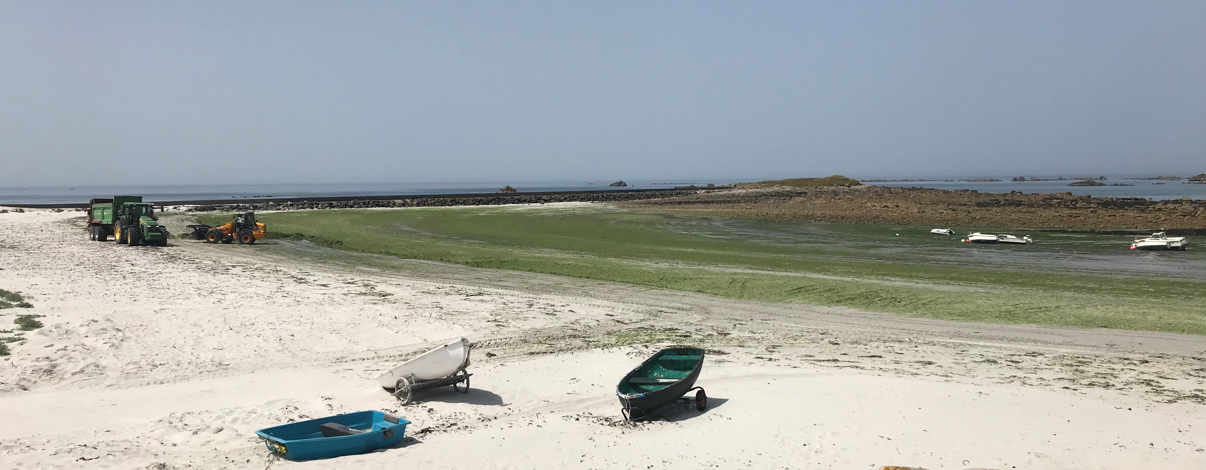 Échouage et ramassage d'algues vertes sur le plage du port du Curnic