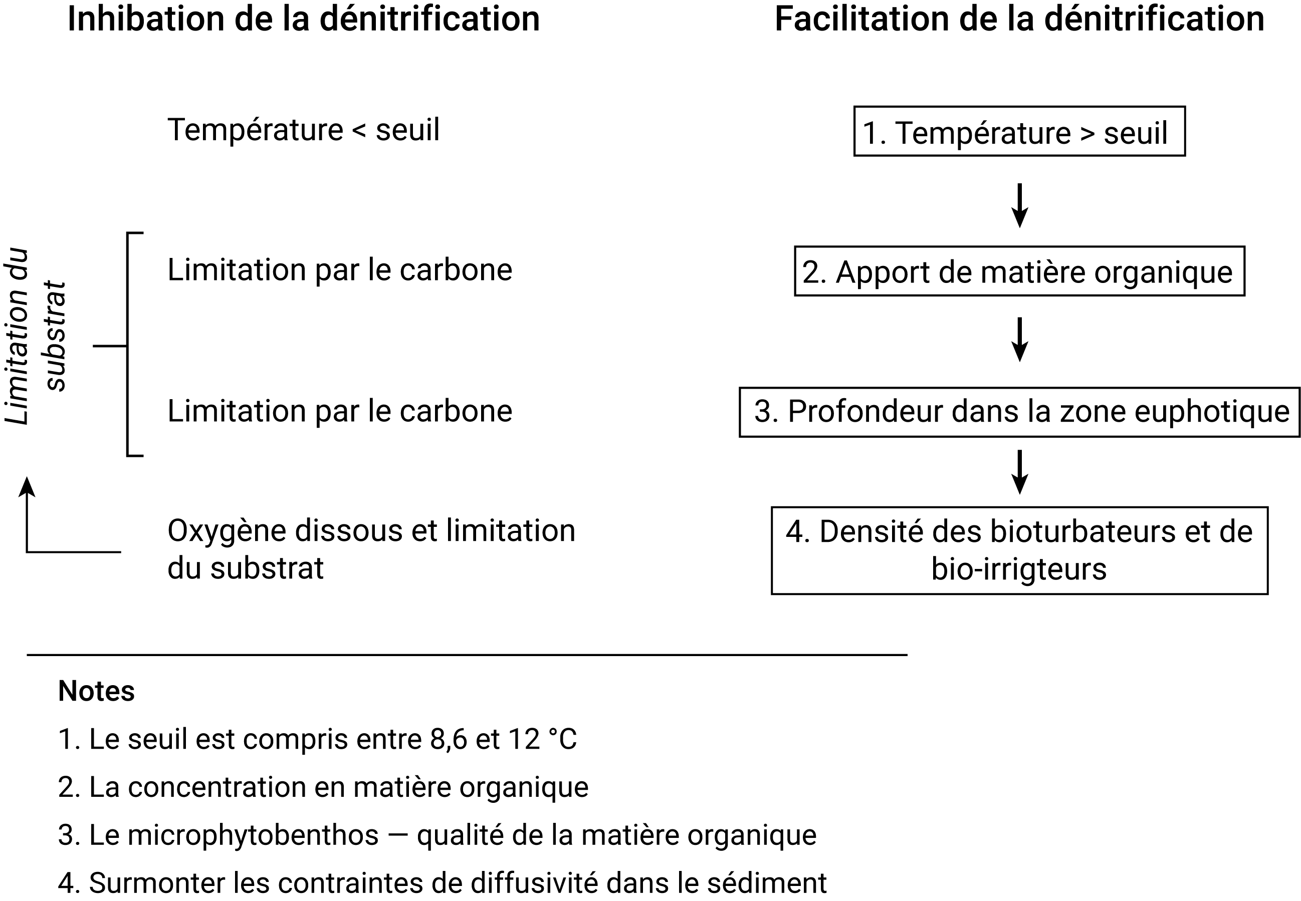 Hiérarchie des facteurs contrôlant la dénitrification dans les lagunes tempérées ouvertes et closes par intermittence étudiées dans Crawshaw et *al.*, 2019. Ce modèle conceptuel suppose que l'apport en nitrate pour les bactéries dénitrifiantes ne limite pas le taux de dénitrification. D'après Crawshaw et *al.*, 2019.